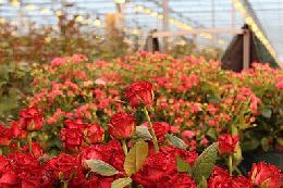 За пять лет производство цветов в России увеличилось на 68%